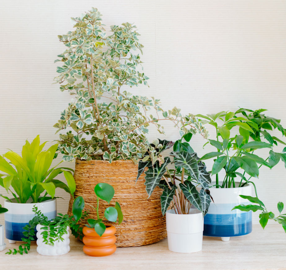plants_gallery_second_row_first_image